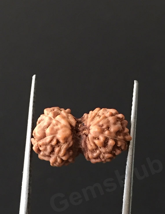 Gauri Shankar Rudraksha Certified (Indonesian Origin) Size-13.6 mm